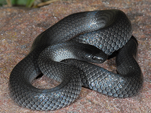 snake handling course training