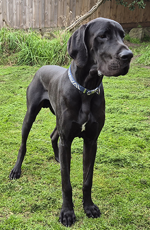 Canine Snake Avoidance training